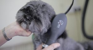 Dog Grooming Dryer Brush is twice as fast