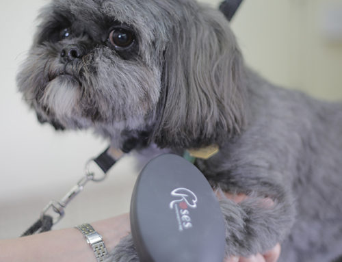 Why your dog hates their hair dryer (and what you can do about it)