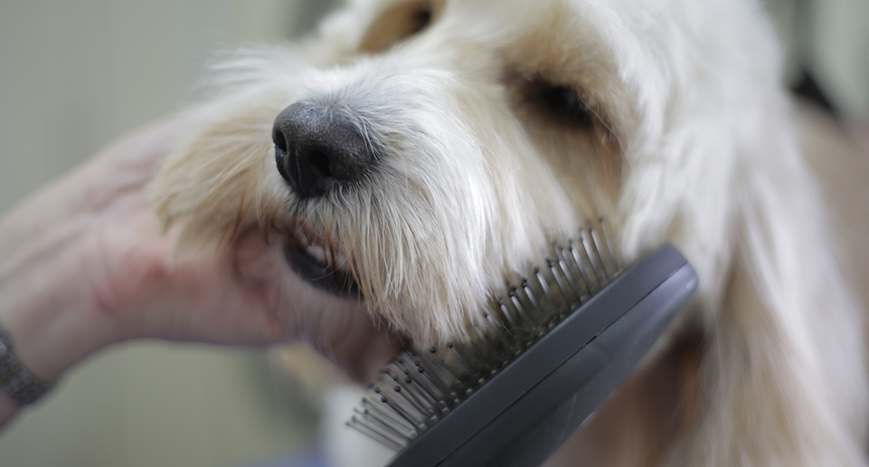 Dog Grooming Dryer Brush is safer