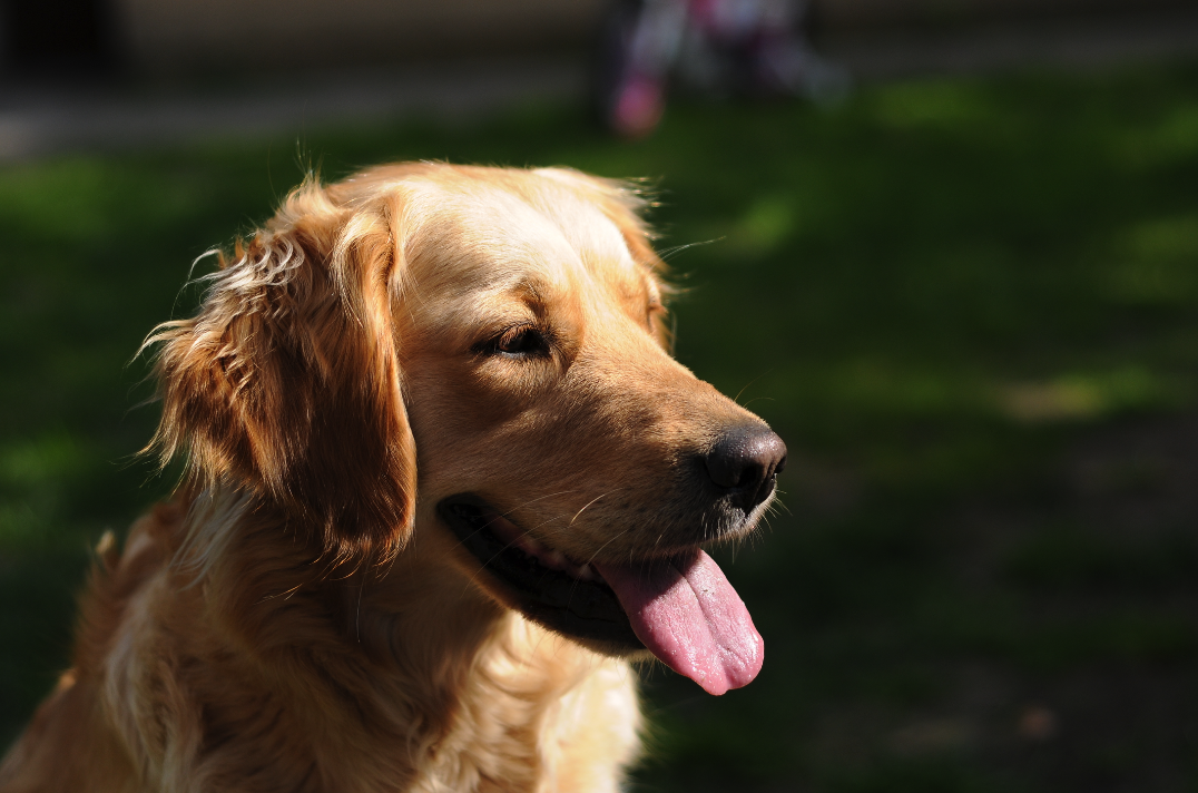 Grooming Tips for Golden Retrievers - Roses Top Dog