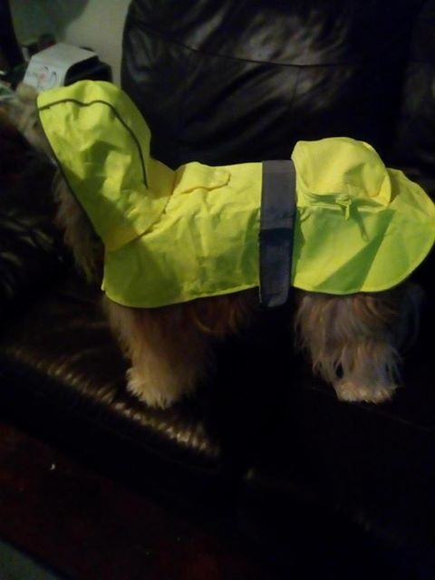 Hi-Vis Waterproof Dog Coat
